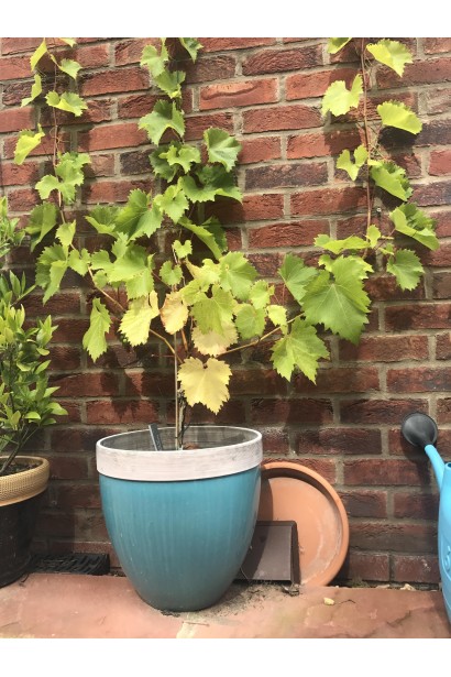 Виноград Айвенго в декоративном контейнере в саду